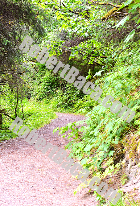 Alaska - Walking Path